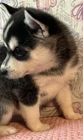 Skylar, a female Alaskan Klee Kai for sale in Maynard, MN – 7 of 10