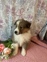 Rosia , a female Shetland Sheepdog for sale in Maynard, MN – 6 of 9