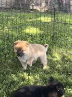 Cuddles, a female Shiba Inu for sale in Maynard, MN – 3 of 7