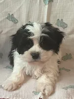 Kaden, a male Maltese and Shih Tzu for sale in Maynard, MN – 8 of 8