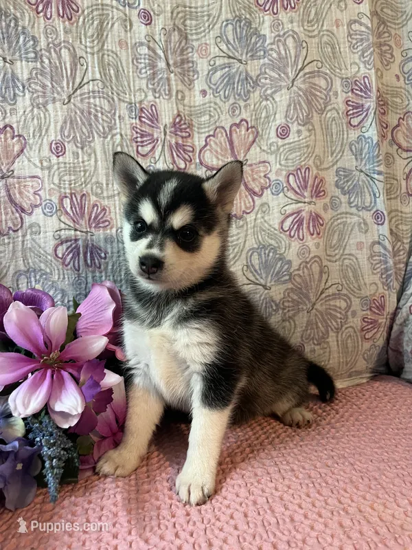 Skylar – Alaskan Klee Kai puppy for sale in Maynard, MN