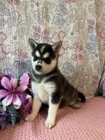 Skylar, a female Alaskan Klee Kai for sale in Maynard, MN – 3 of 10