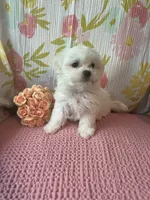 Bindy, a female Maltese and Shih Tzu for sale in Maynard, MN – 3 of 9