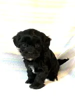 Tasha, a female Shihpoo for sale in Maynard, MN – 1 of 5