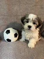Buddy, a male Maltese and Shih Tzu for sale in Maynard, MN – 7 of 9