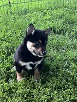Heart, a male Shiba Inu for sale in Maynard, MN – 2 of 7