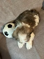 Buddy, a male Maltese and Shih Tzu for sale in Maynard, MN – 8 of 9