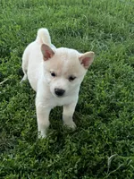 White Rose, a female Shiba Inu for sale in Maynard, MN – 4 of 6