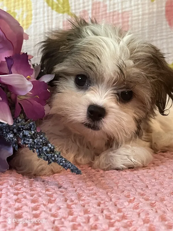 Snuggles – Maltese, Shih Tzu puppy for sale in Maynard, MN