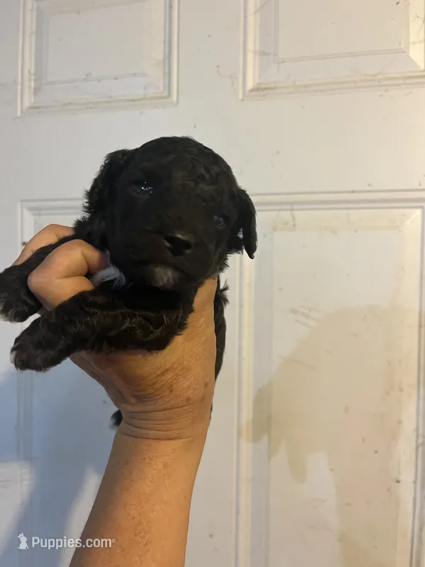 Sammy – Maltese, Poodle - Toy  puppy for sale in Maynard, MN