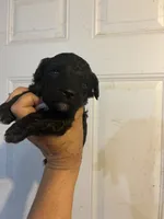 Sammy, a male Maltese and Poodle - Toy  for sale in Maynard, MN – 1 of 3