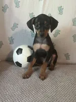 Jack, a male Miniature Pinscher for sale in Maynard, MN – 2 of 9
