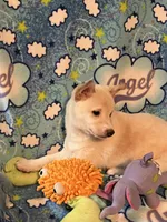 processed/3baa2244-3723-46d0-b078-d0b0db71d170/listing/5f962e61-cac6-4754-b3b4-54fadae7bf00/8a5f01ae-e025-4978-a841-edf7d47e8ee0