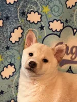 processed/3baa2244-3723-46d0-b078-d0b0db71d170/listing/5f962e61-cac6-4754-b3b4-54fadae7bf00/942ad0db-73e1-464b-a30f-3de1713c6d2e