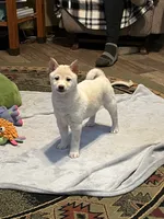 processed/3baa2244-3723-46d0-b078-d0b0db71d170/listing/5f962e61-cac6-4754-b3b4-54fadae7bf00/d9f15d1c-0858-435b-b6bd-8dbab1aff9d5