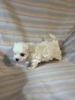 Bella, a female Maltese for sale in Maynard, MN – 9 of 9