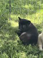 Coal, a male Shiba Inu for sale in Maynard, MN – 5 of 7