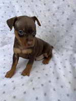 Dante, a male Miniature Pinscher for sale in Maynard, MN – 4 of 6