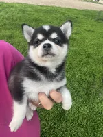 Zor, a male Alaskan Klee Kai for sale in Maynard, MN – 2 of 9