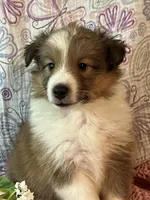 Rosia , a female Shetland Sheepdog for sale in Maynard, MN – 4 of 9