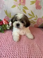 Mazie, a female Maltese and Shih Tzu for sale in Maynard, MN – 8 of 8