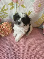 Mindy, a female Maltese and Shih Tzu for sale in Maynard, MN – 2 of 9