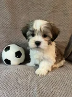 Buddy, a male Maltese and Shih Tzu for sale in Maynard, MN – 5 of 9