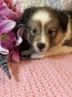 Mika, a female Shetland Sheepdog for sale in Maynard, MN – 7 of 7