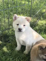 Casper, a male Shiba Inu for sale in Maynard, MN – 3 of 4