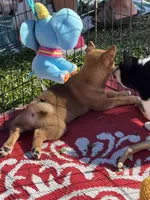 Shako, a male Shiba Inu for sale in Maynard, MN – 5 of 9