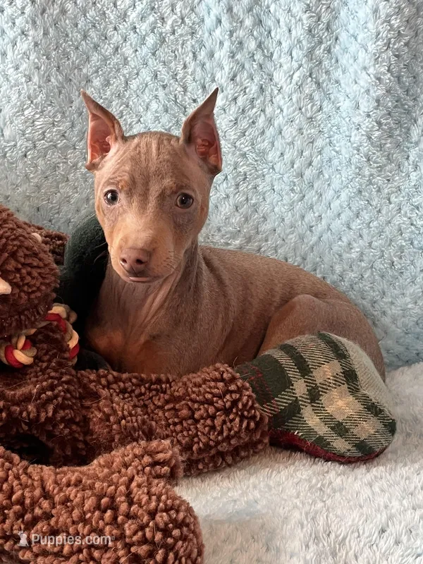 Tanner – Miniature Pinscher puppy for sale in Maynard, MN