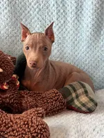 Tanner, a male Miniature Pinscher for sale in Maynard, MN – Photo 1 of 6