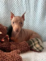 Tanner, a male Miniature Pinscher for sale in Maynard, MN – Photo 4 of 6