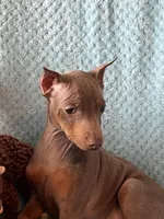 Tanner, a male Miniature Pinscher for sale in Maynard, MN – Photo 2 of 6