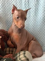 Tanner, a male Miniature Pinscher for sale in Maynard, MN – Photo 3 of 6