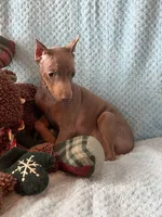 Tanner, a male Miniature Pinscher for sale in Maynard, MN – Photo 6 of 6