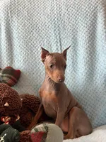 Tanner, a male Miniature Pinscher for sale in Maynard, MN – Photo 5 of 6