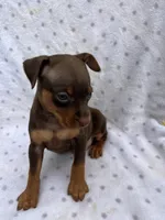 Dante, a male Miniature Pinscher for sale in Maynard, MN – 6 of 6