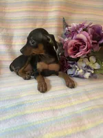 Sasha, a female Miniature Pinscher for sale in Maynard, MN – 2 of 5