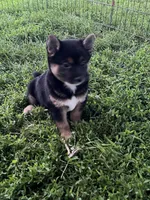Jasmine, a female Shiba Inu for sale in Maynard, MN – 4 of 5