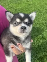 Zor, a male Alaskan Klee Kai for sale in Maynard, MN – 7 of 9
