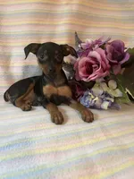 Sasha, a female Miniature Pinscher for sale in Maynard, MN – 1 of 5