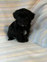 Jasmine, a female Shihpoo for sale in Maynard, MN – 4 of 7