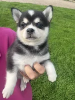 Zor, a male Alaskan Klee Kai for sale in Maynard, MN – 8 of 9