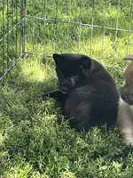 Coal, a male Shiba Inu for sale in Maynard, MN – 2 of 7
