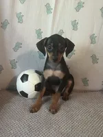 Jack, a male Miniature Pinscher for sale in Maynard, MN – 4 of 9