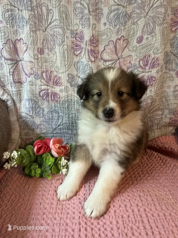 Chazzy – Shetland Sheepdog puppy for sale in Maynard, MN
