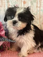 Cookie, a female Maltese and Mal Shi for sale in Maynard, MN – 3 of 4