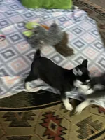 processed/3baa2244-3723-46d0-b078-d0b0db71d170/listing/7018fd9c-9bf6-4bf1-8958-5b9c109cb0ea/447a42f7-534f-4f55-9f17-77cc13f1f5fc