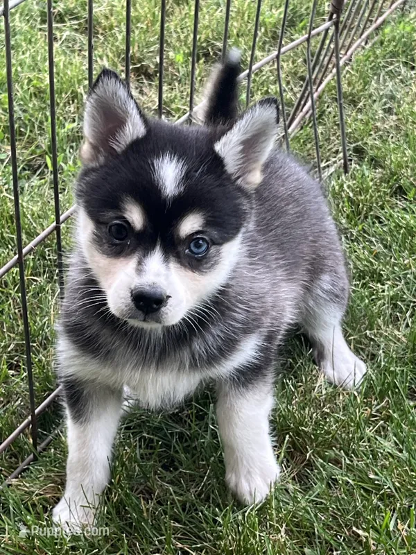 Zor – Alaskan Klee Kai puppy for sale in Maynard, MN